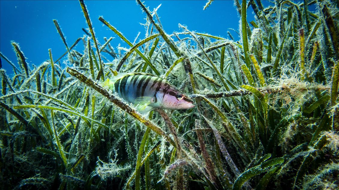 Red corals in Ayvalik wait to be discovered by foreign divers