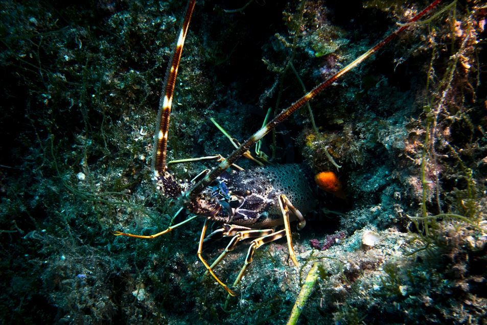 Red corals in Ayvalik wait to be discovered by foreign divers
