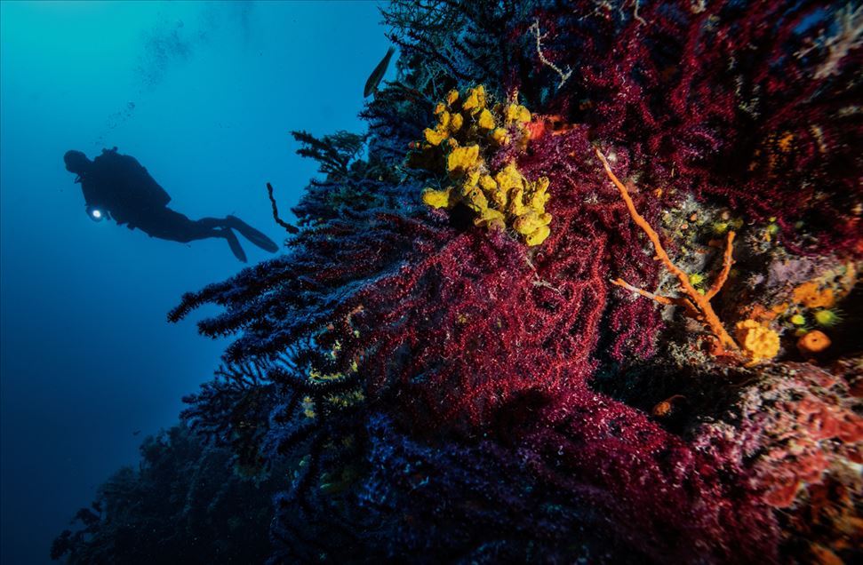Turquía: Los corales rojos a la espera de ser descubiertos por buceadores extranjeros