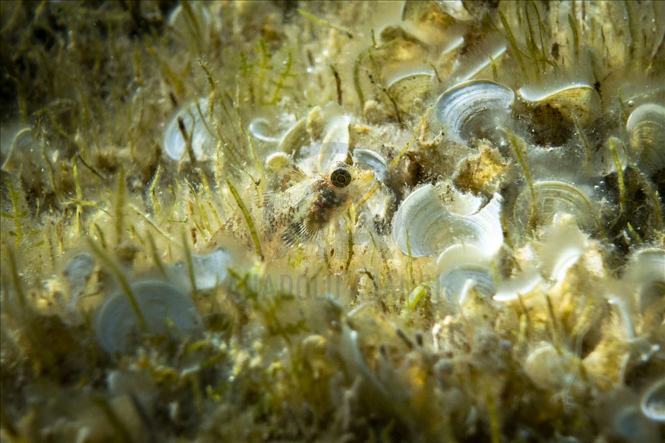 Red corals in Ayvalik wait to be discovered by foreign divers