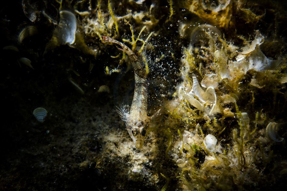Red corals in Ayvalik wait to be discovered by foreign divers