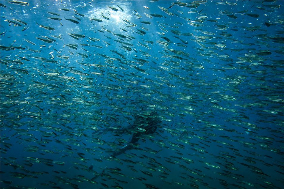 Red corals in Ayvalik wait to be discovered by foreign divers