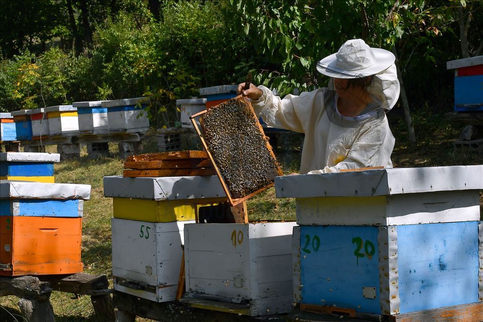 Pčelarka Danijela Petrović iz Rujišta na jugu Srbije: Nikada mi nije teško da radim sa pčelama 