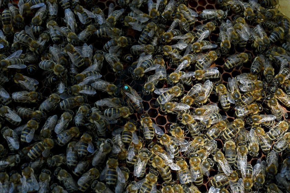 Pčelarka Danijela Petrović iz Rujišta na jugu Srbije: Nikada mi nije teško da radim sa pčelama 