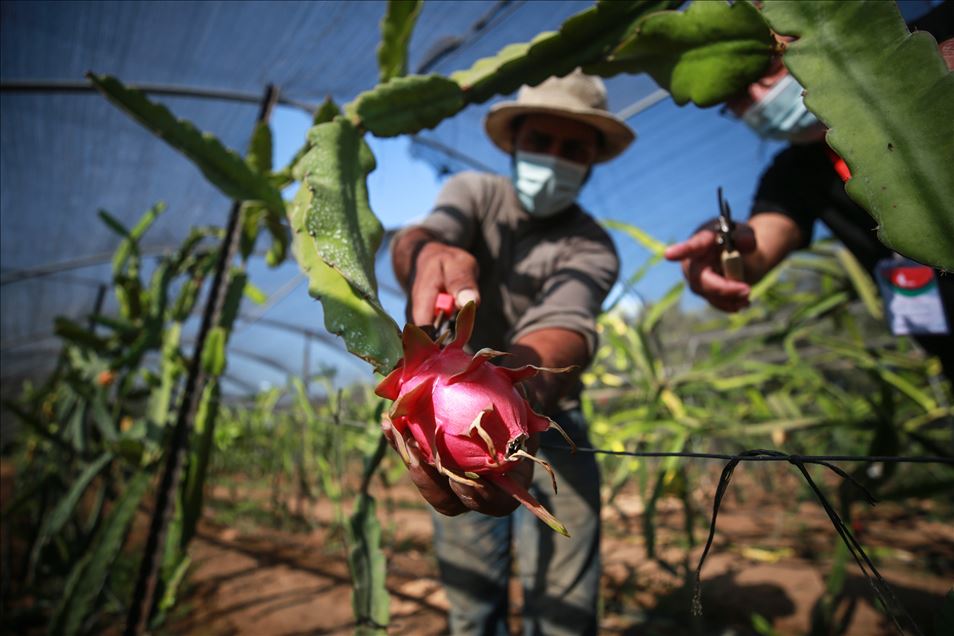 Gazze'de pitaya hasadı