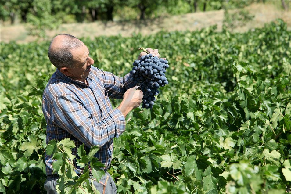 Erzincan bağlarında "Cimin üzümü" bereketi