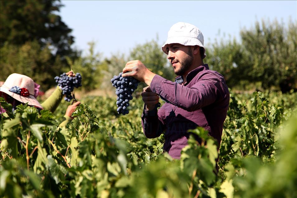 Erzincan bağlarında "Cimin üzümü" bereketi