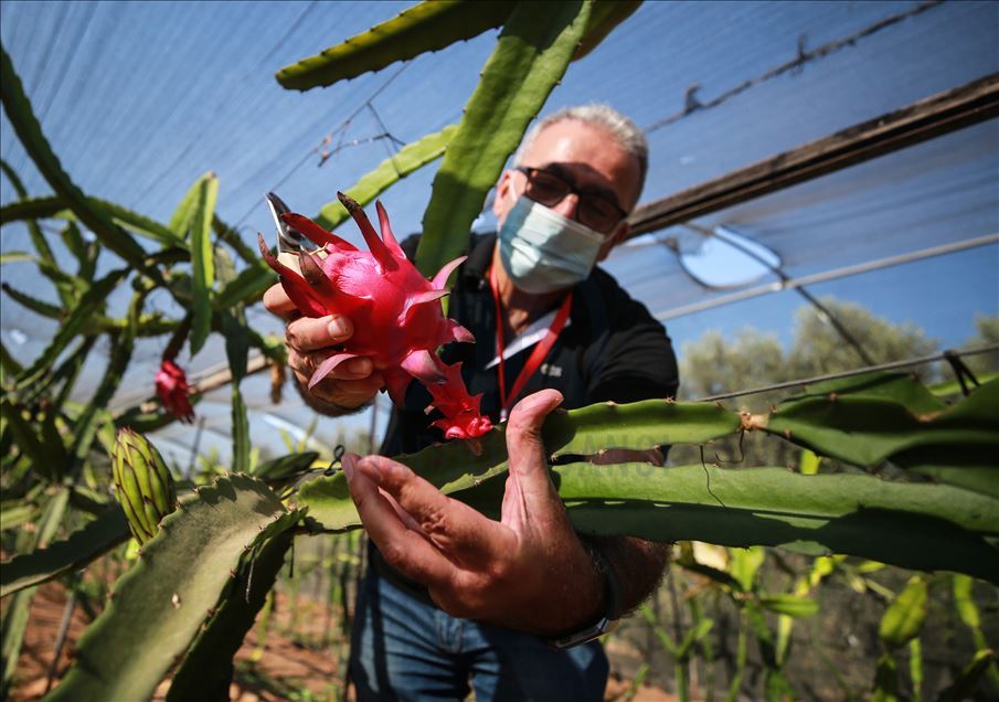 Gazze'de pitaya hasadı