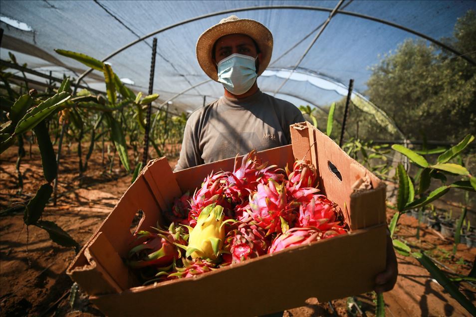 Gazze'de pitaya hasadı