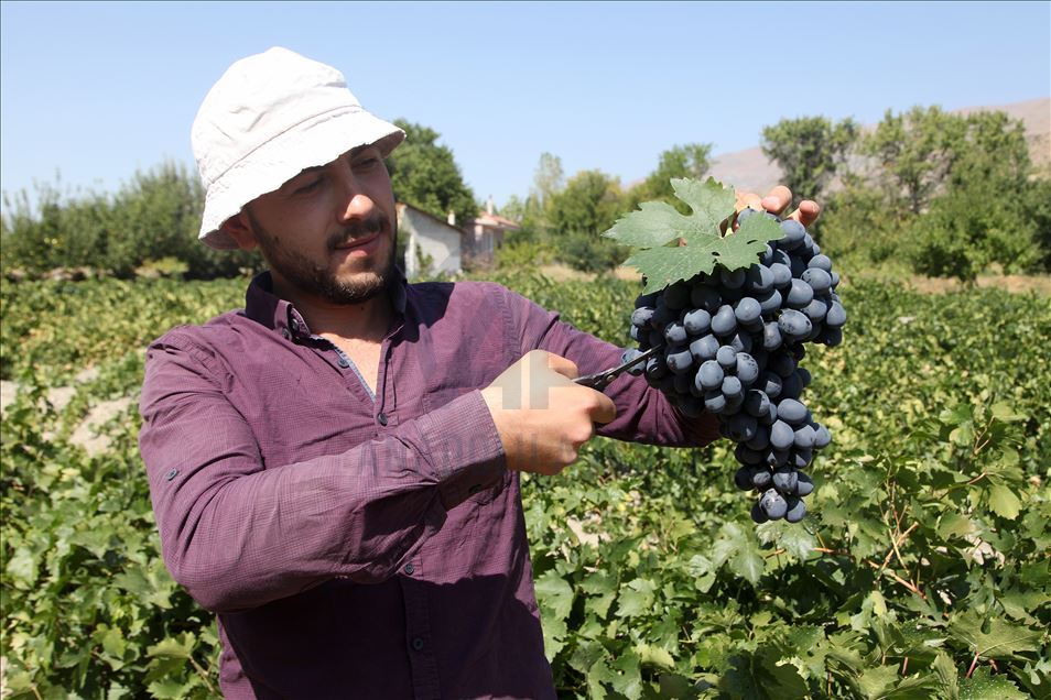 Erzincan bağlarında "Cimin üzümü" bereketi