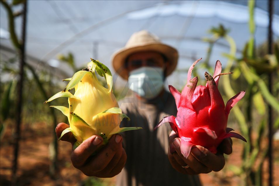 Gazze'de pitaya hasadı
