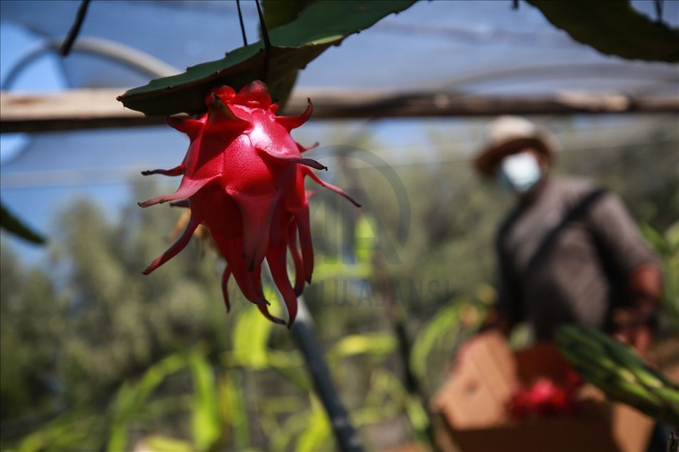 Gazze'de pitaya hasadı