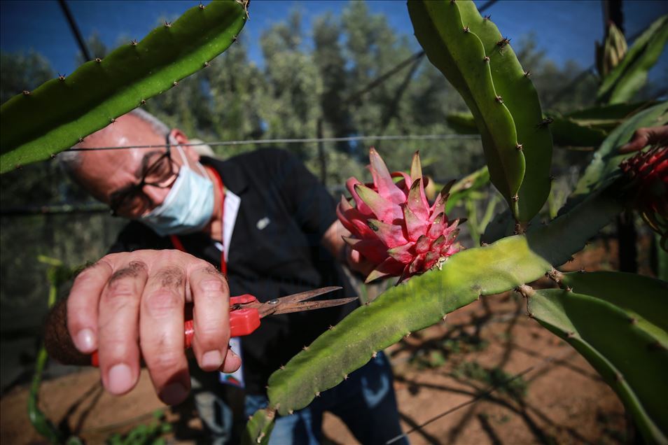 Gazze'de pitaya hasadı