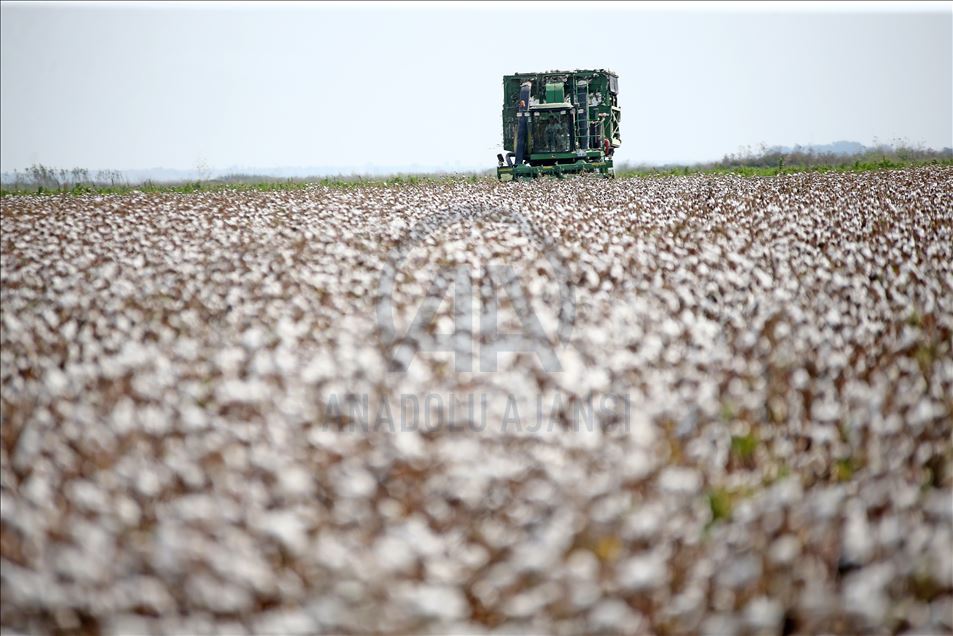 Çukurova çiftçisi alternatif ürünlere yöneldi pamukta ekim alanı daraldı
