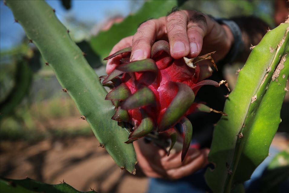 Gazze'de pitaya hasadı