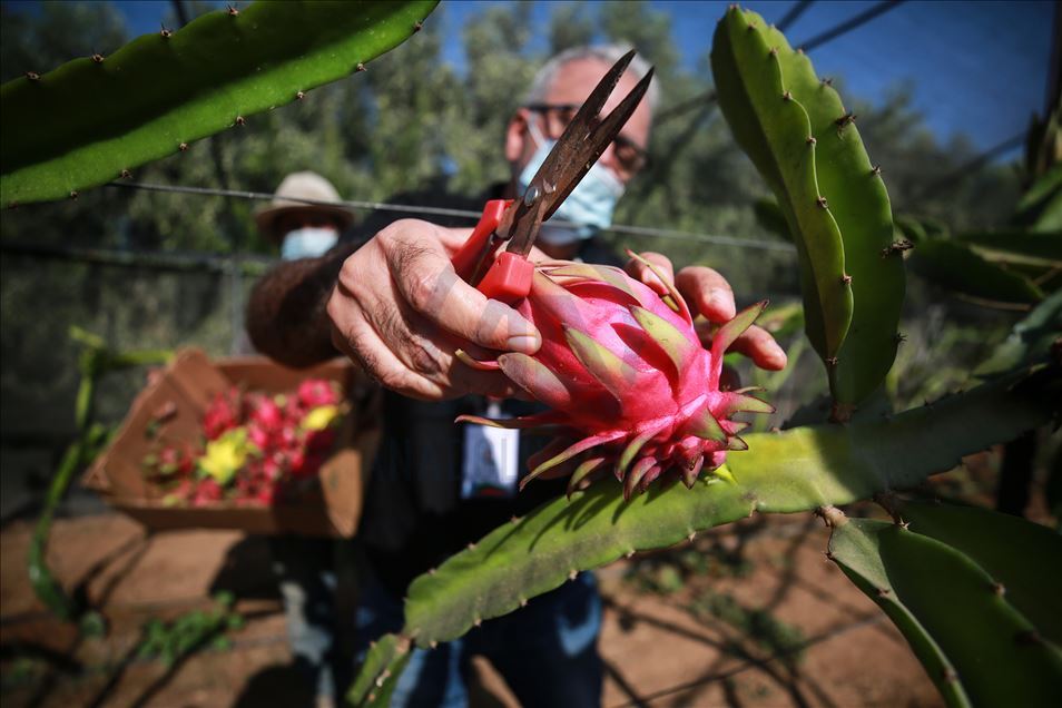 Gazze'de pitaya hasadı