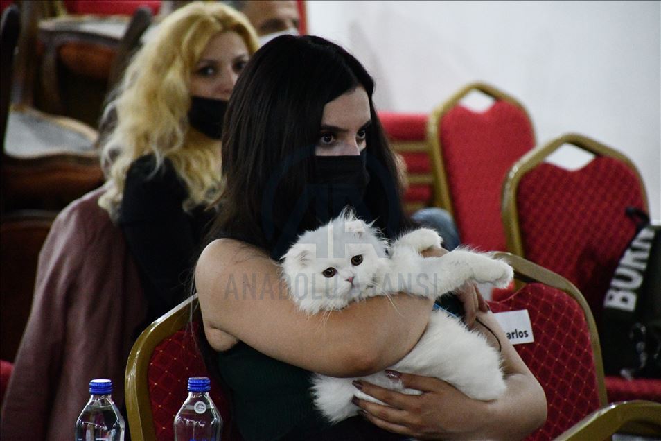 Sivas'ta "limuzinle şehir turu" ödüllü kedi güzellik yarışması düzenlendi