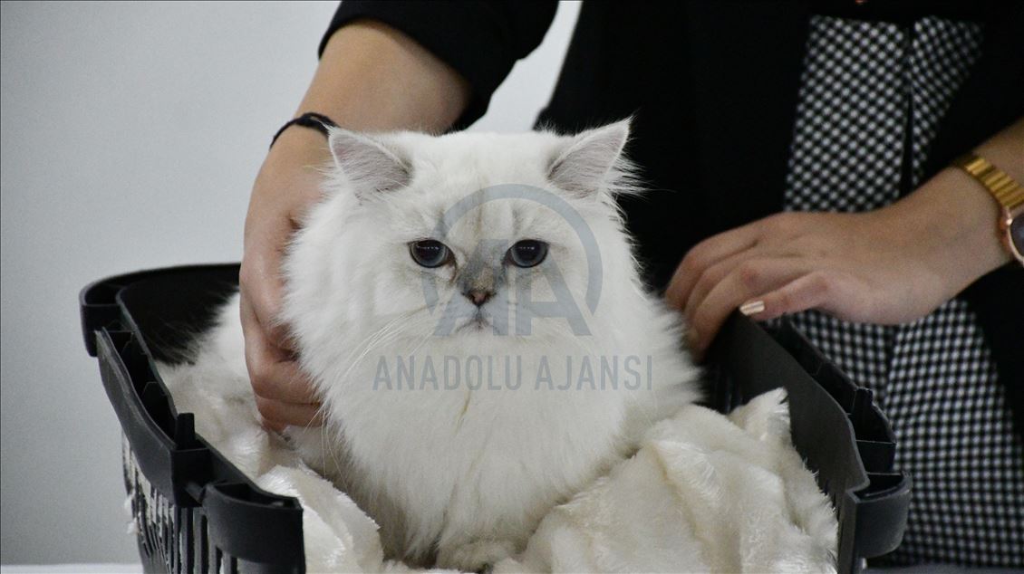 Sivas'ta "limuzinle şehir turu" ödüllü kedi güzellik yarışması düzenlendi