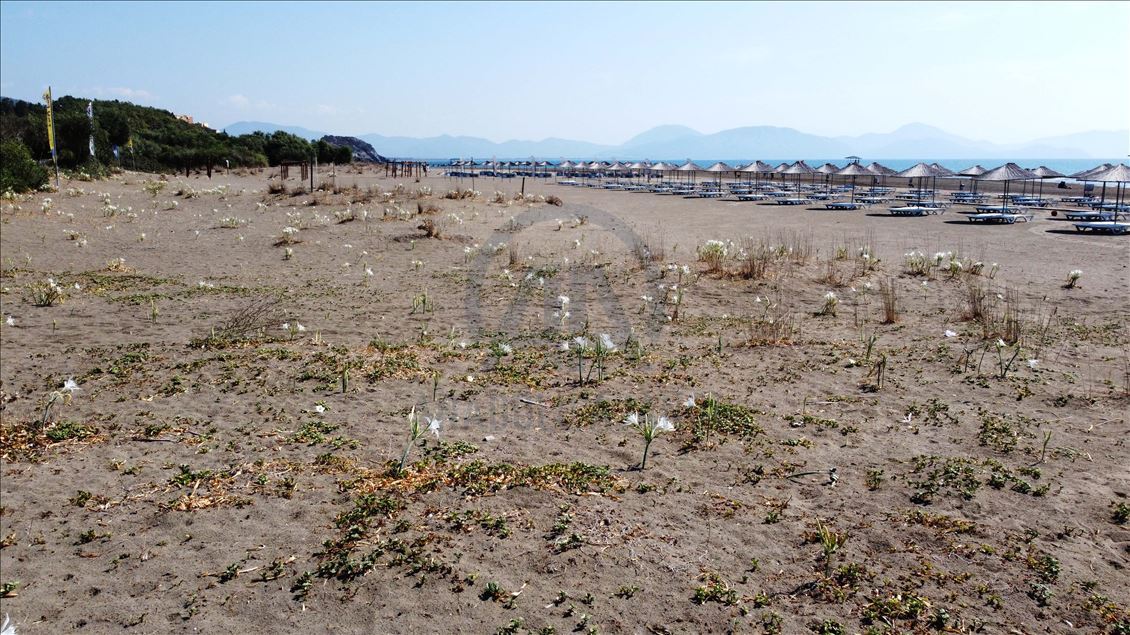 Muğla'da "sahillerin gelini" kum zambakları özenle korunuyor
