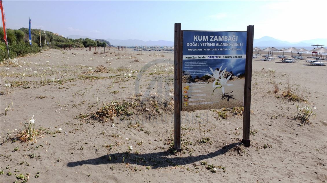 Muğla'da "sahillerin gelini" kum zambakları özenle korunuyor
