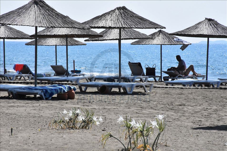 Muğla'da "sahillerin gelini" kum zambakları özenle korunuyor
