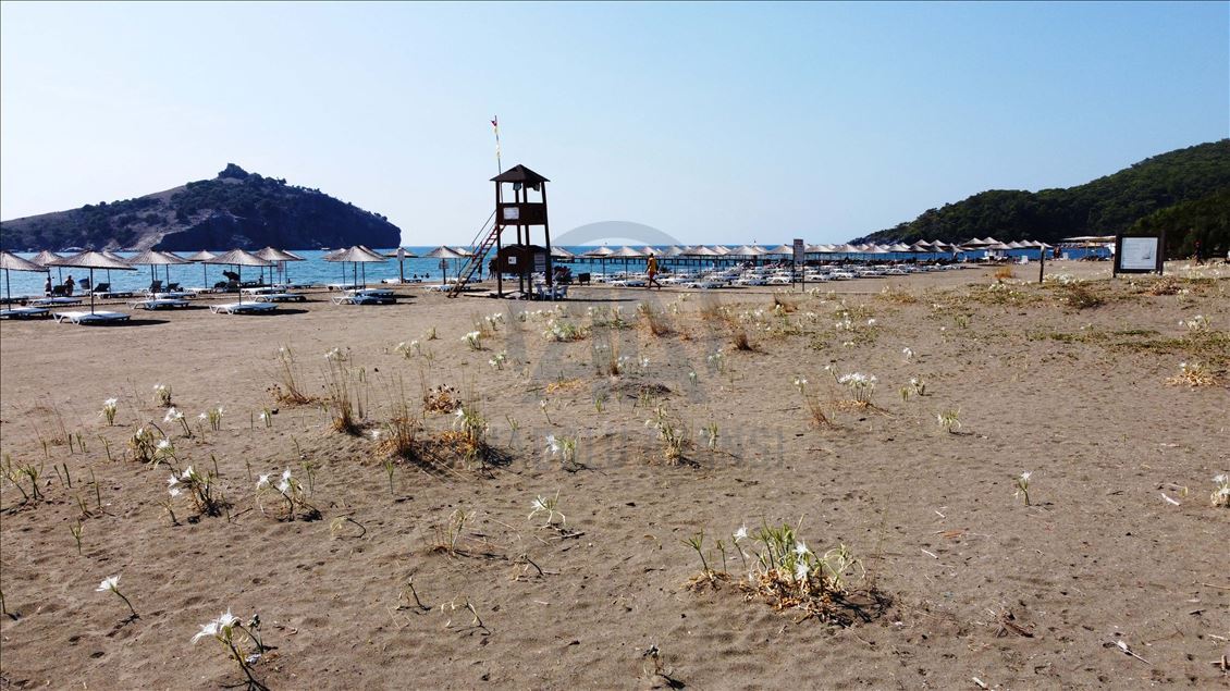 Muğla'da "sahillerin gelini" kum zambakları özenle korunuyor