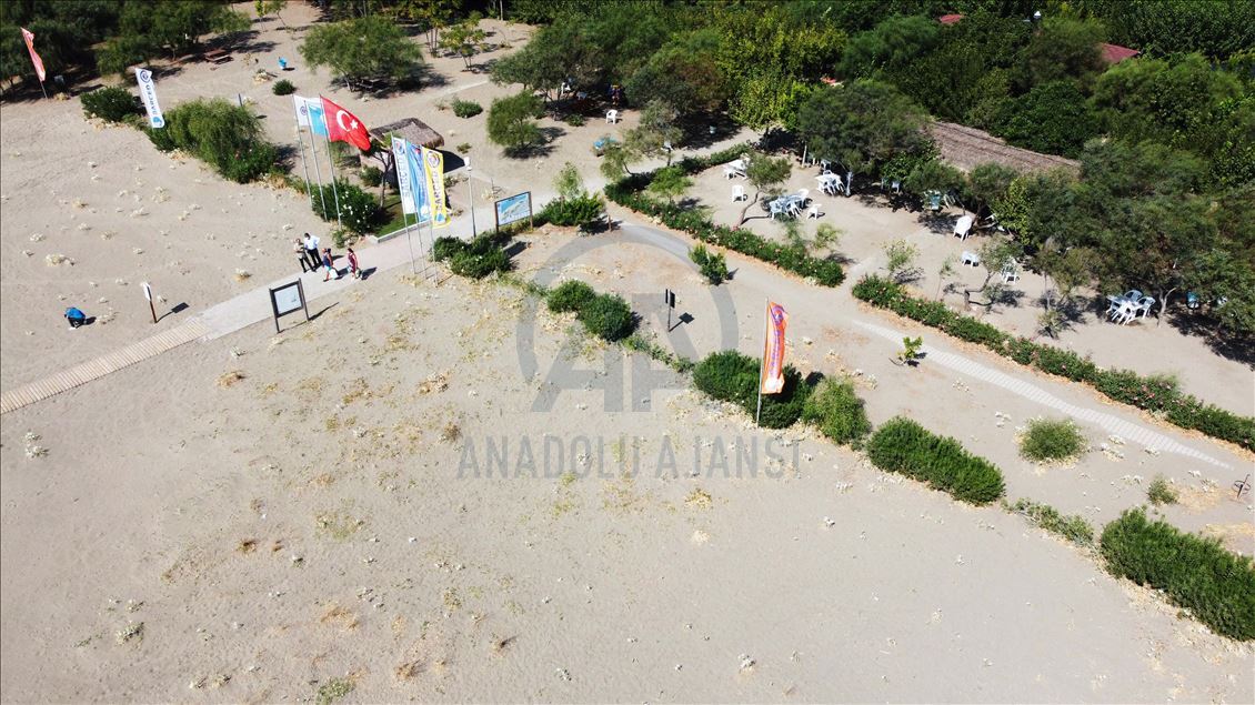 Muğla'da "sahillerin gelini" kum zambakları özenle korunuyor