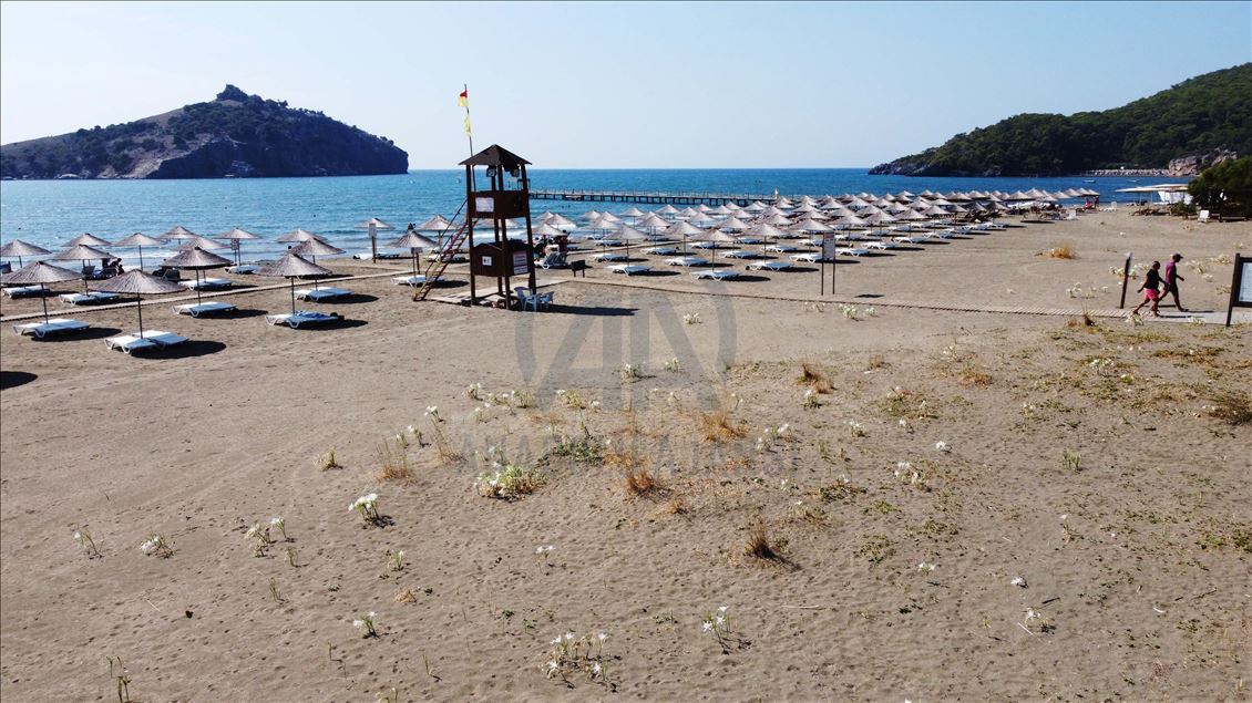 Muğla'da "sahillerin gelini" kum zambakları özenle korunuyor