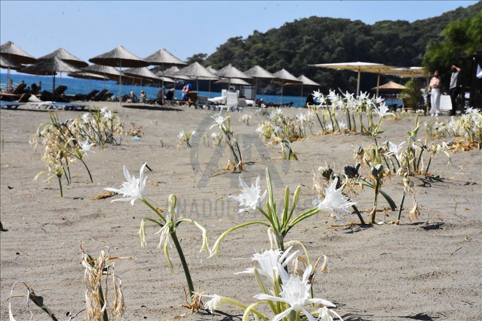 Muğla'da "sahillerin gelini" kum zambakları özenle korunuyor