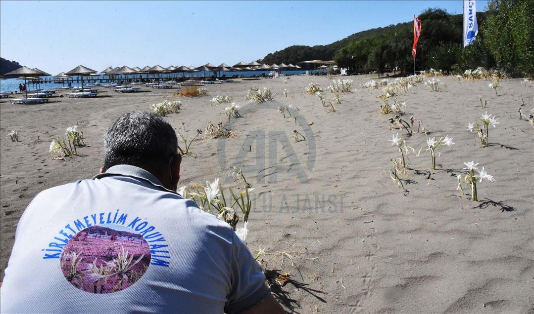Muğla'da "sahillerin gelini" kum zambakları özenle korunuyor