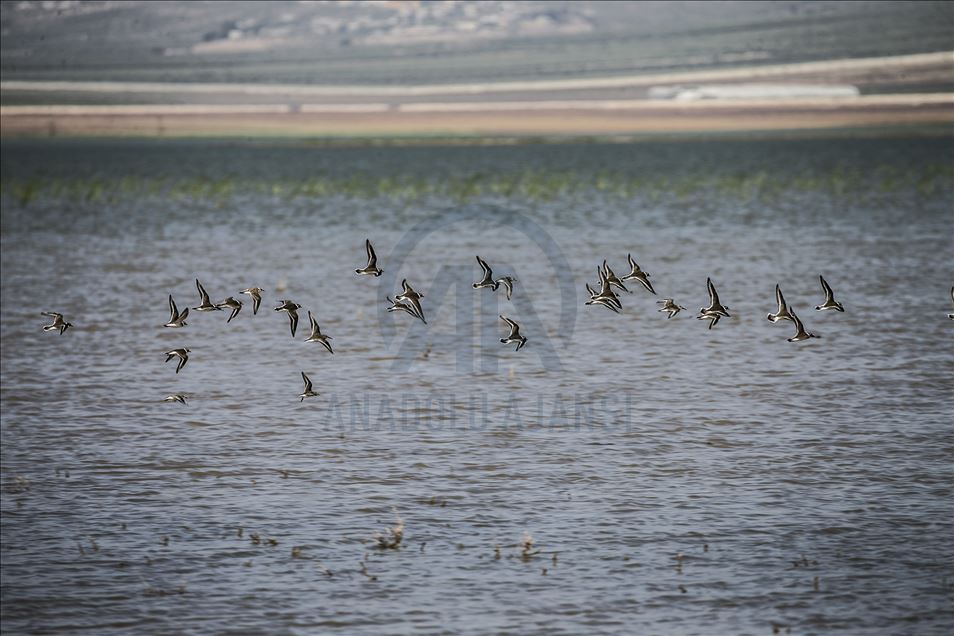 Especies de aves en Hatay, Turquía