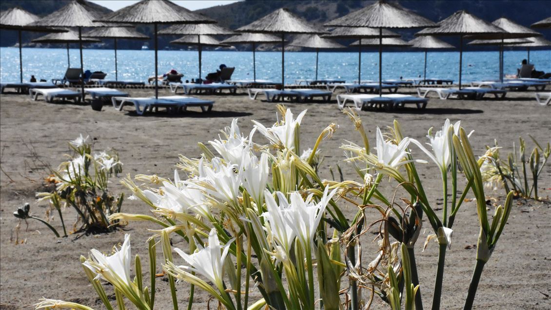Muğla'da "sahillerin gelini" kum zambakları özenle korunuyor