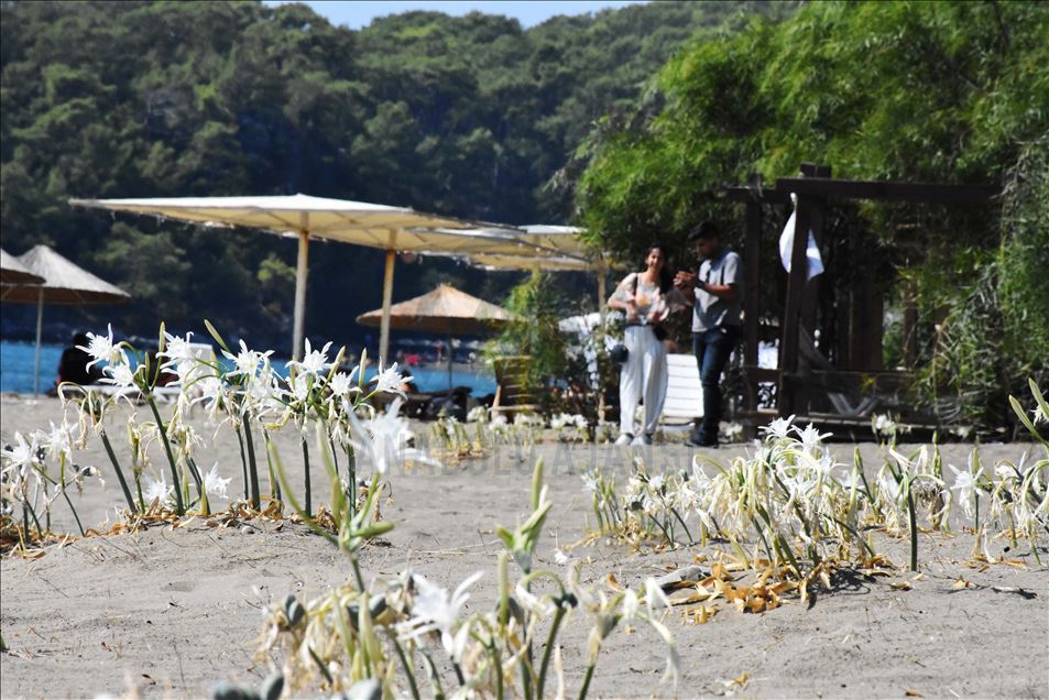 Muğla'da "sahillerin gelini" kum zambakları özenle korunuyor