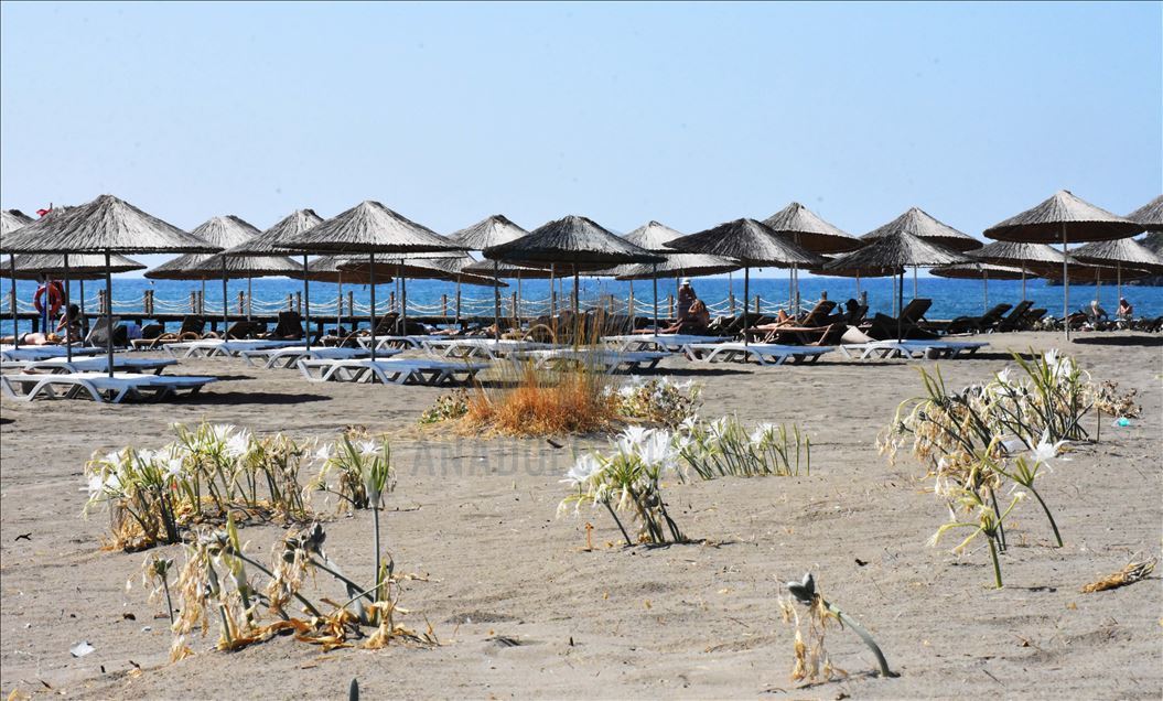 Muğla'da "sahillerin gelini" kum zambakları özenle korunuyor