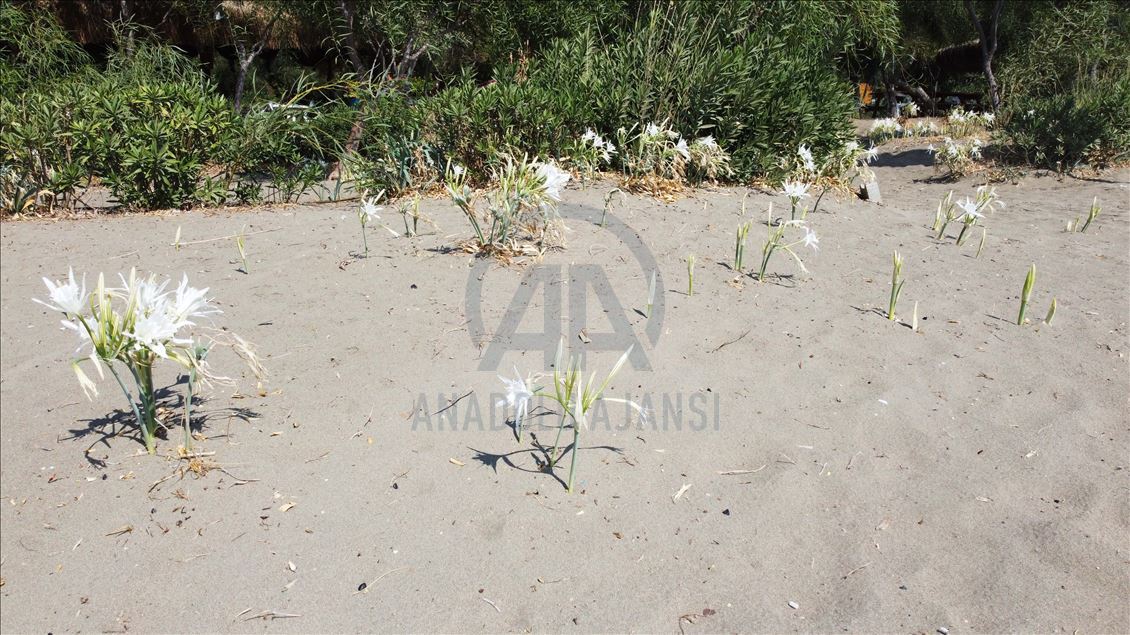 Muğla'da "sahillerin gelini" kum zambakları özenle korunuyor