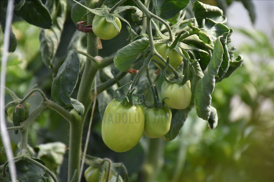 Karslı öğrenciler, okul bahçesindeki serada organik sebze ve meyve üretiyor
