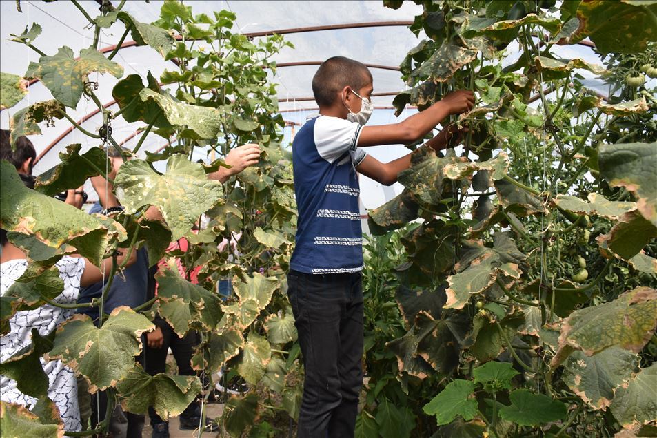 Karslı öğrenciler, okul bahçesindeki serada organik sebze ve meyve üretiyor
