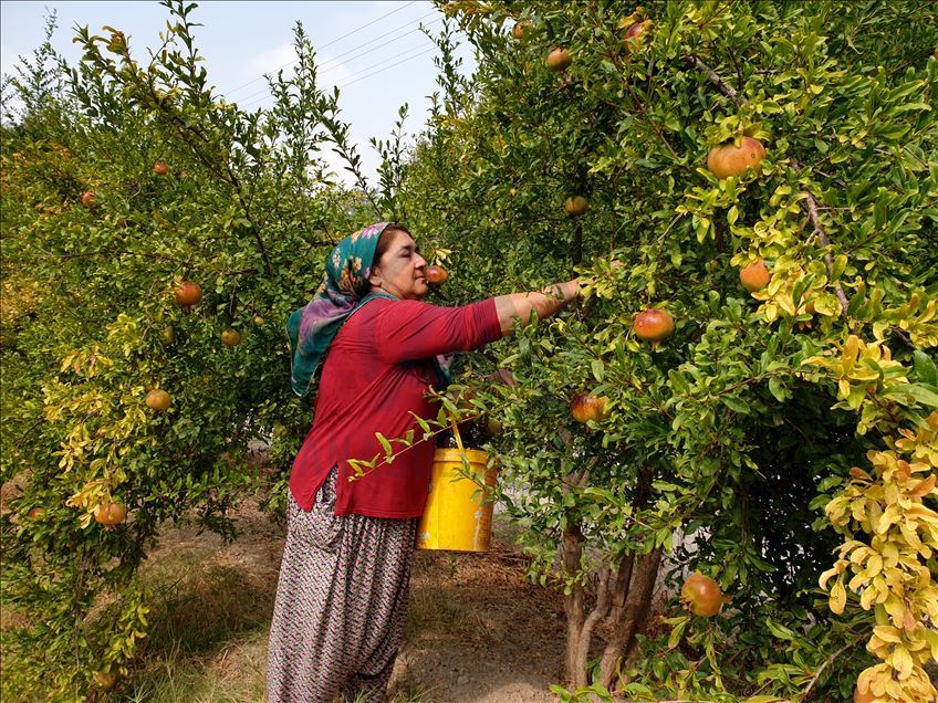 Çukurovalı kadınların zorlu nar ekşisi mesaisi
