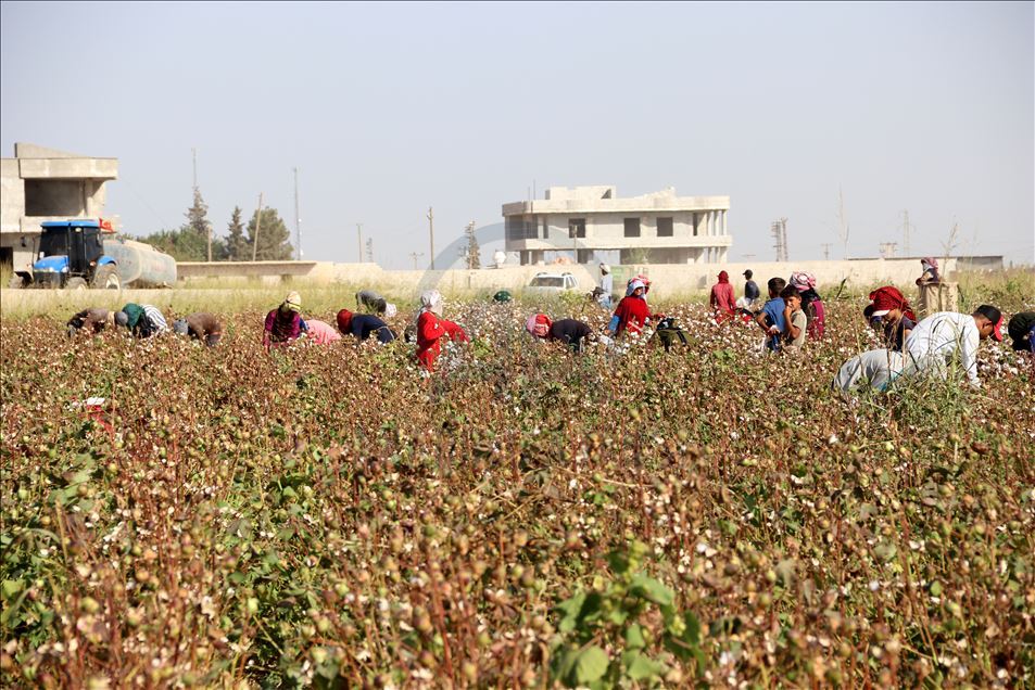 Pamuk diyarı Şanlıurfa'da hasat zamanı