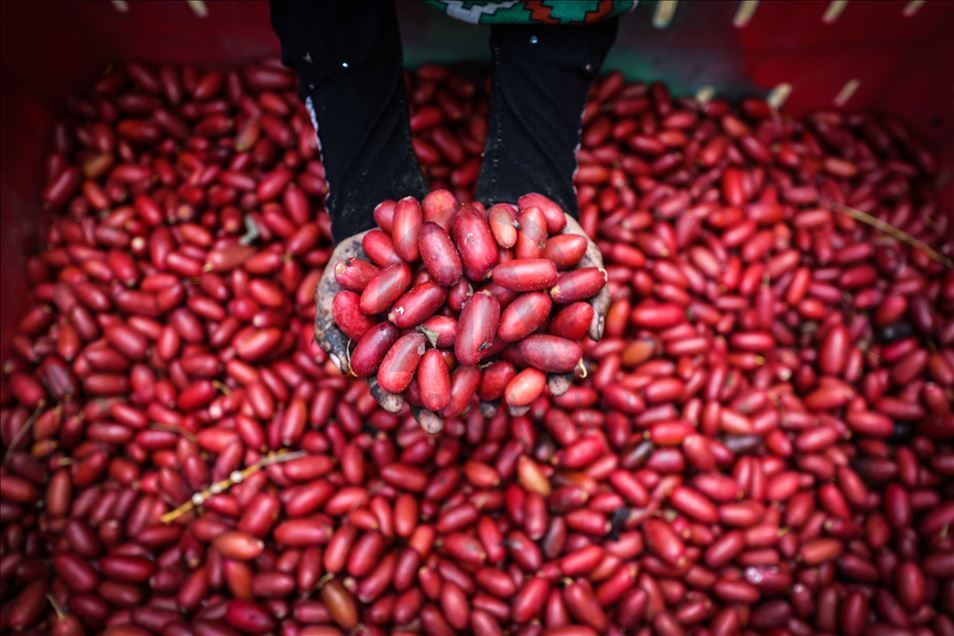 افتتحت وزارة الزراعة الفلسطينية في