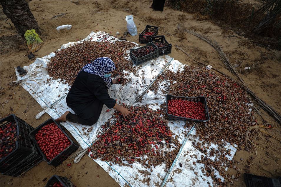 افتتحت وزارة الزراعة الفلسطينية في