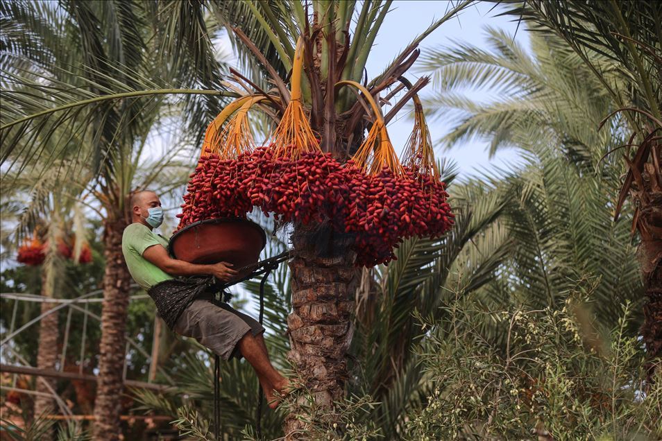 افتتحت وزارة الزراعة الفلسطينية في