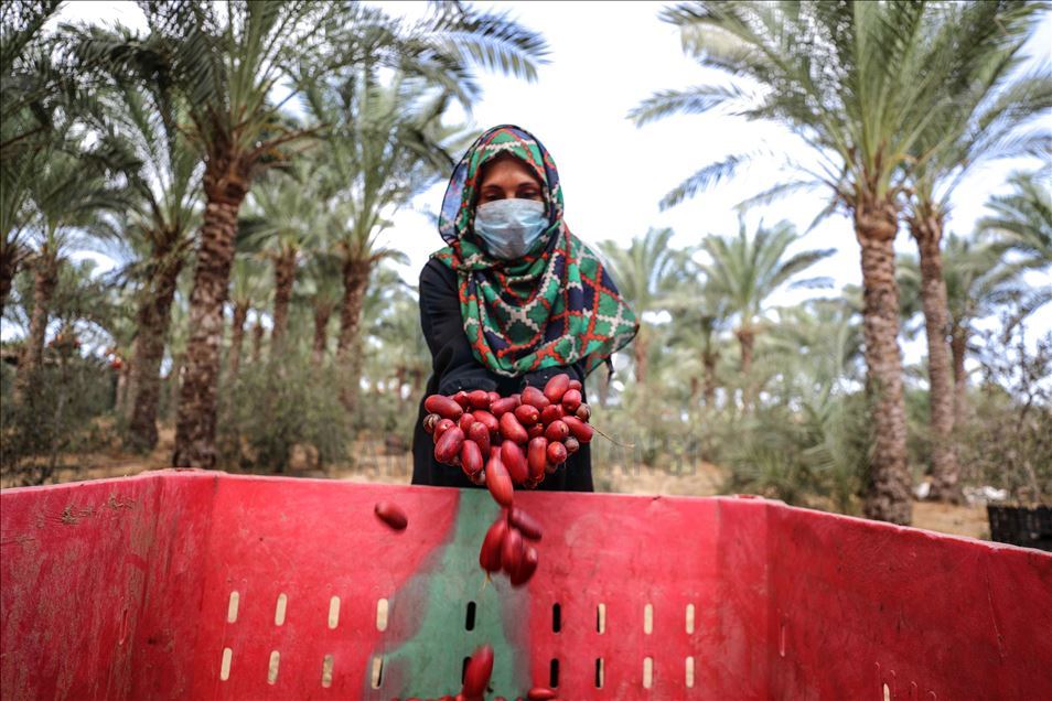 افتتحت وزارة الزراعة الفلسطينية في