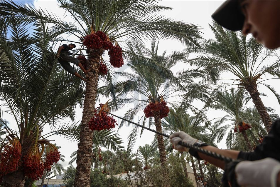 افتتحت وزارة الزراعة الفلسطينية في