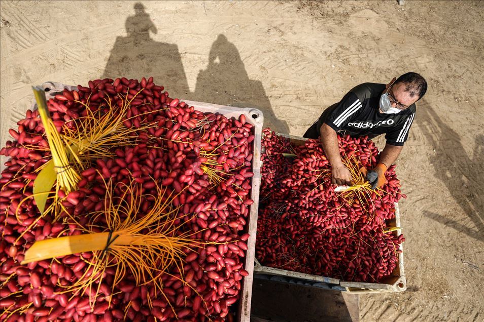 افتتحت وزارة الزراعة الفلسطينية في
