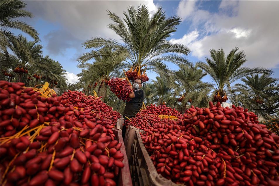 افتتحت وزارة الزراعة الفلسطينية في