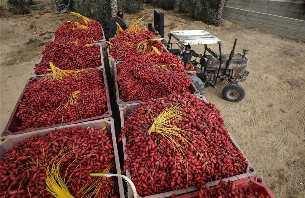 افتتحت وزارة الزراعة الفلسطينية في