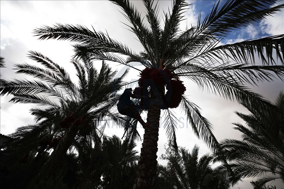 افتتحت وزارة الزراعة الفلسطينية في