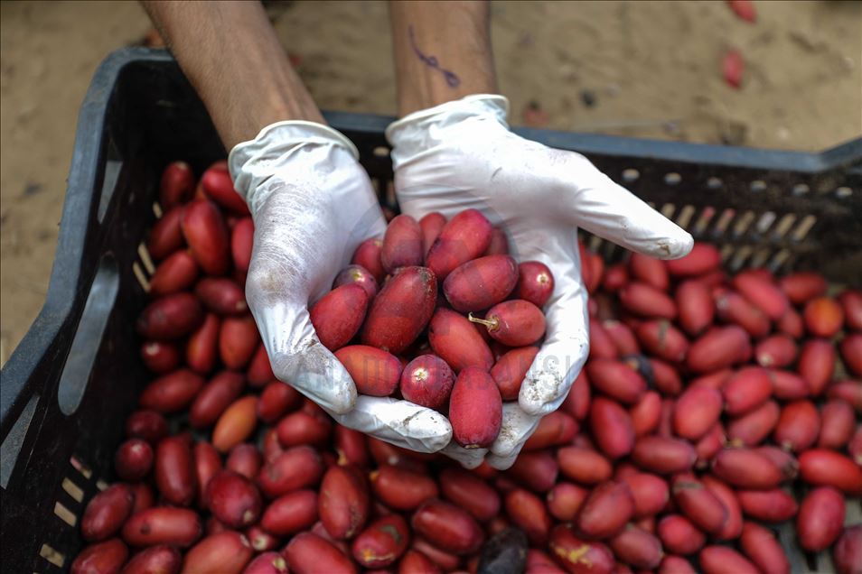 افتتحت وزارة الزراعة الفلسطينية في