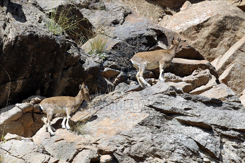 Erzurum'da sürü halinde yaban keçileri görüntülendi
